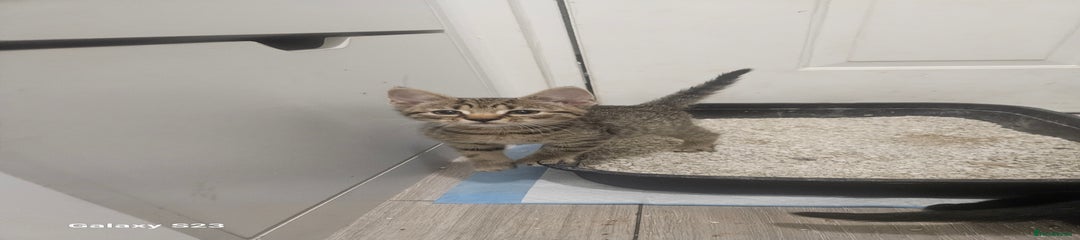 American Shorthair Kitten 1