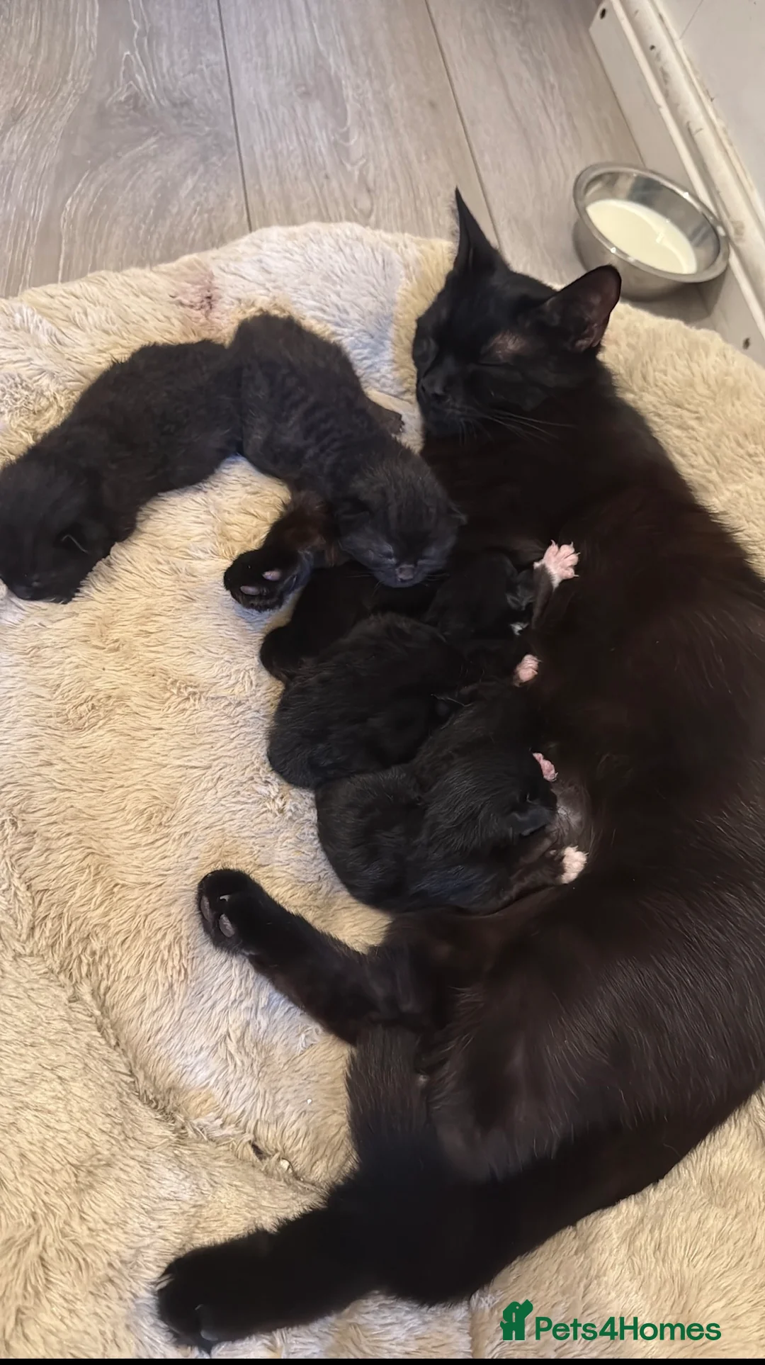 Mixed Breed cats for sale: 3 beautiful kittens very to be rehomed! in London - Advert 2