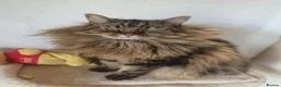 Norwegian Forest Cat cats for sale: Our sweet Norwegian forest cat boy  - Advert 4