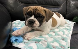 Old Tyme Bulldog dogs for sale: Old Tyme Bulldog puppies for sale - Image 20