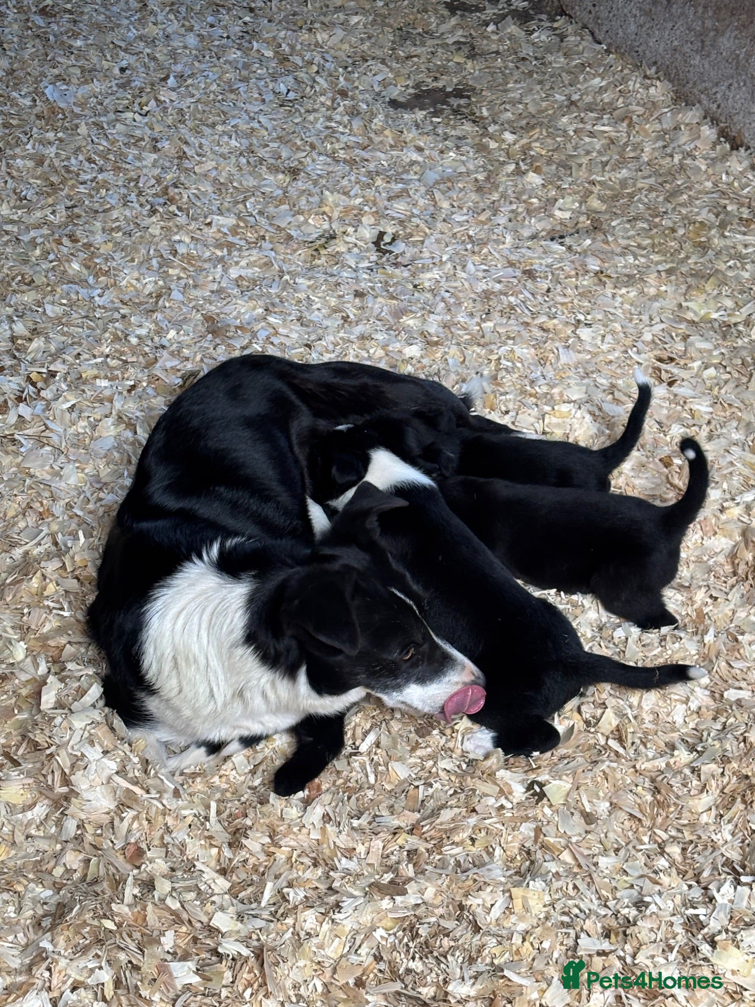 Border Collie dogs Border Collie  - Advert 2