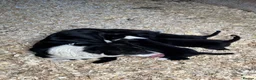 Border Collie dogs for sale: Border Collie  - Advert 2