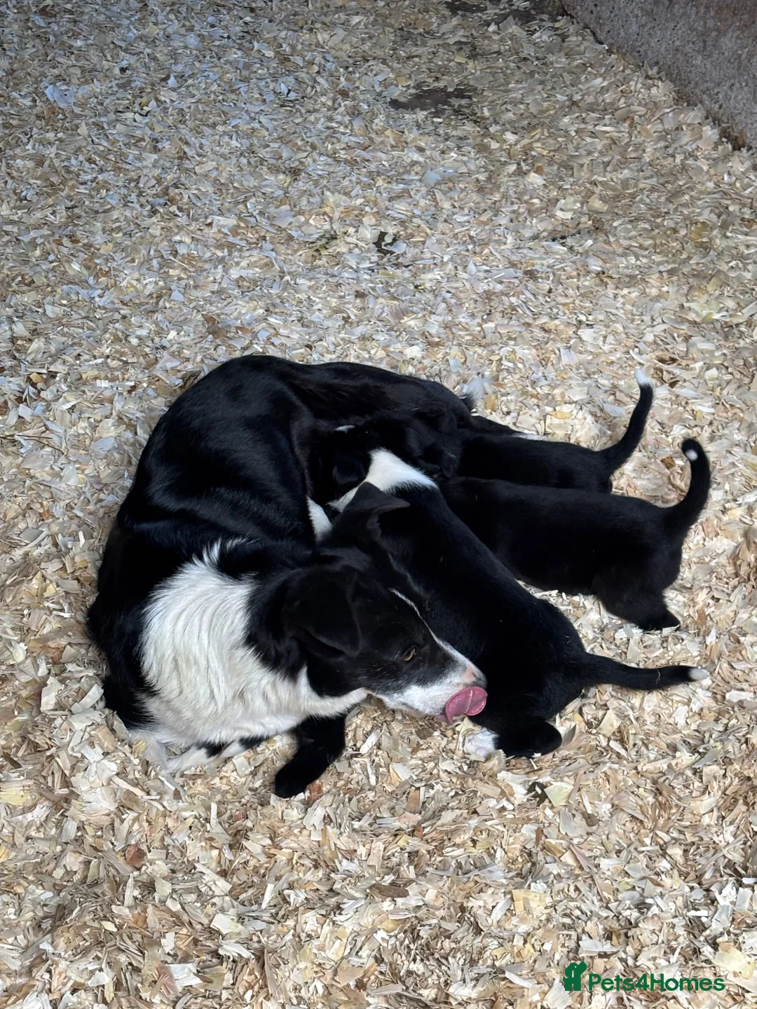 Border Collie dogs for sale: Border Collie  - Advert 2