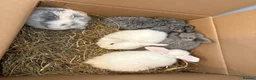 Mini Lop rabbits for sale: Pure bred mini lop bunnies - Advert 38