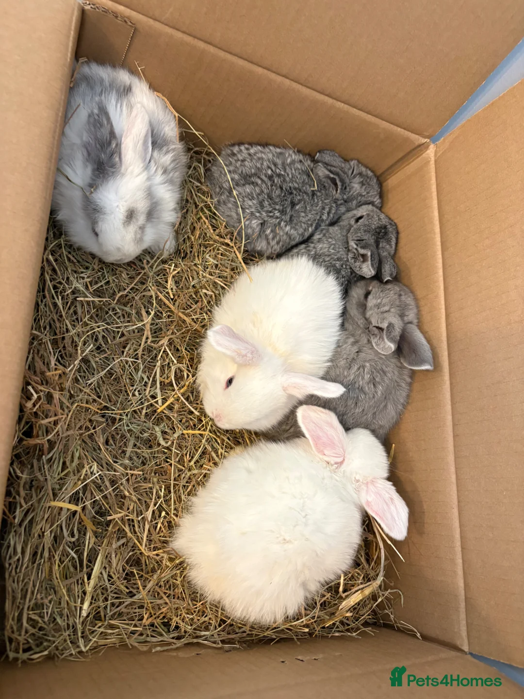 Mini Lop rabbits for sale: Pure bred mini lop bunnies - Advert 38