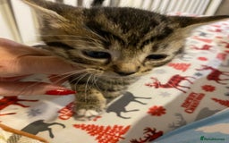 Mixed Breed cats for sale: Male tabby and Calico female  - Advert 9