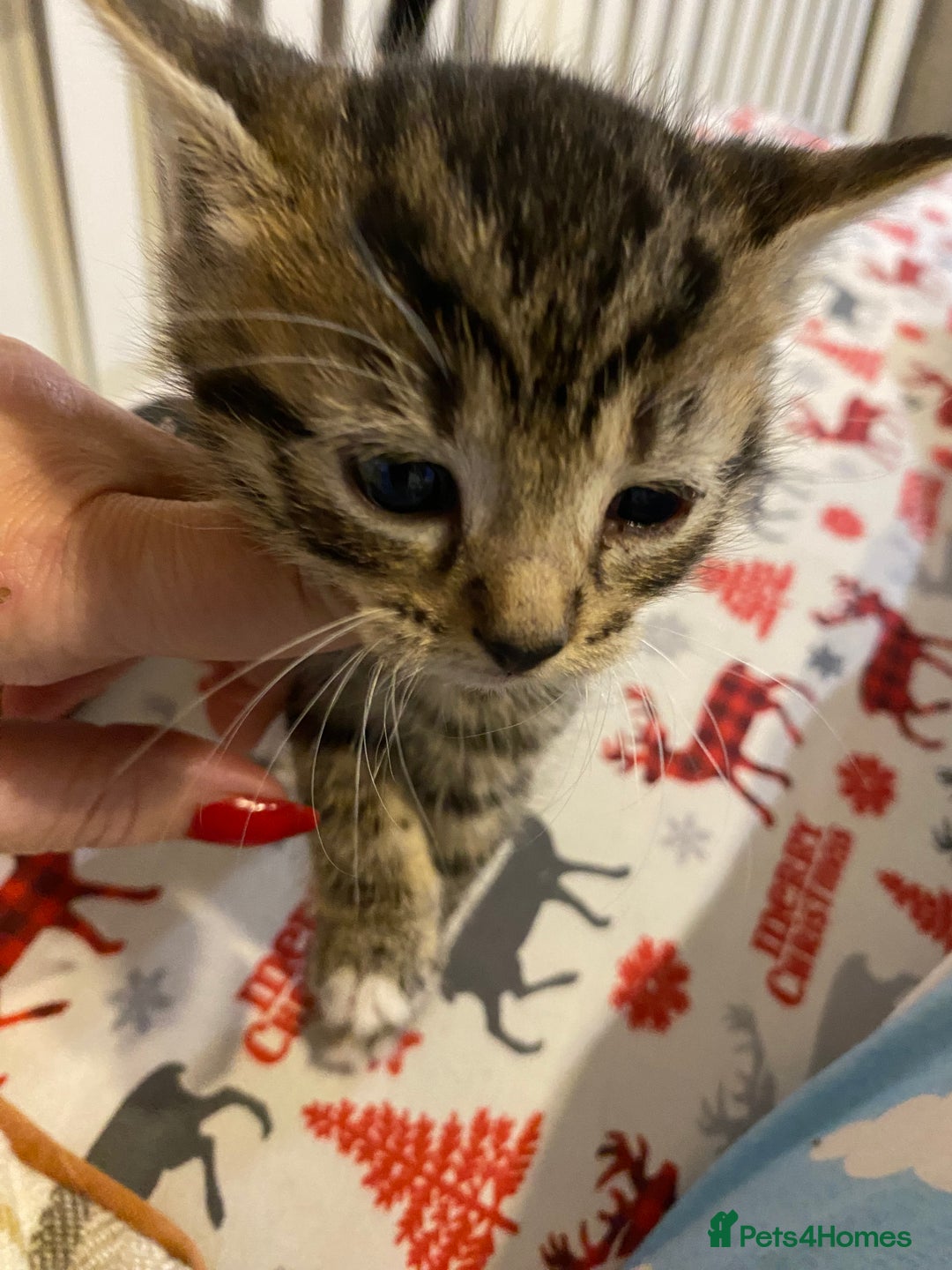 Mixed Breed cats for sale: Male tabby and Calico female  - Advert 9