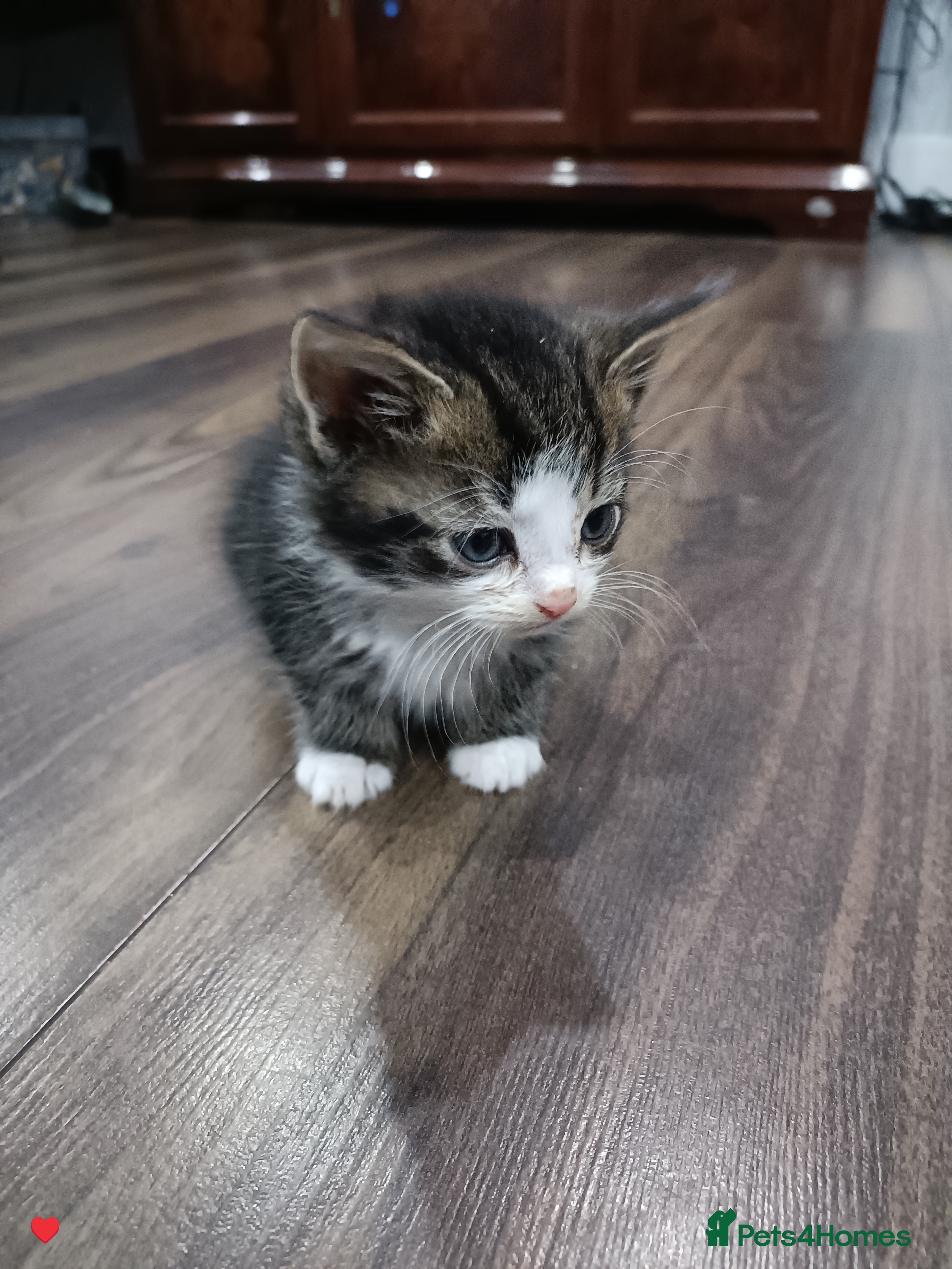 American Shorthair cats Male kitten available from 11/01/2026 - Advert 1