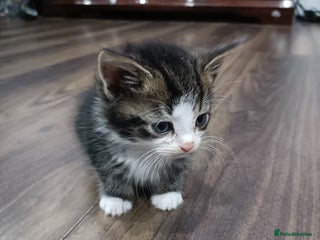 American Shorthair cats Male kitten available from 11/01/2026 - Advert 1