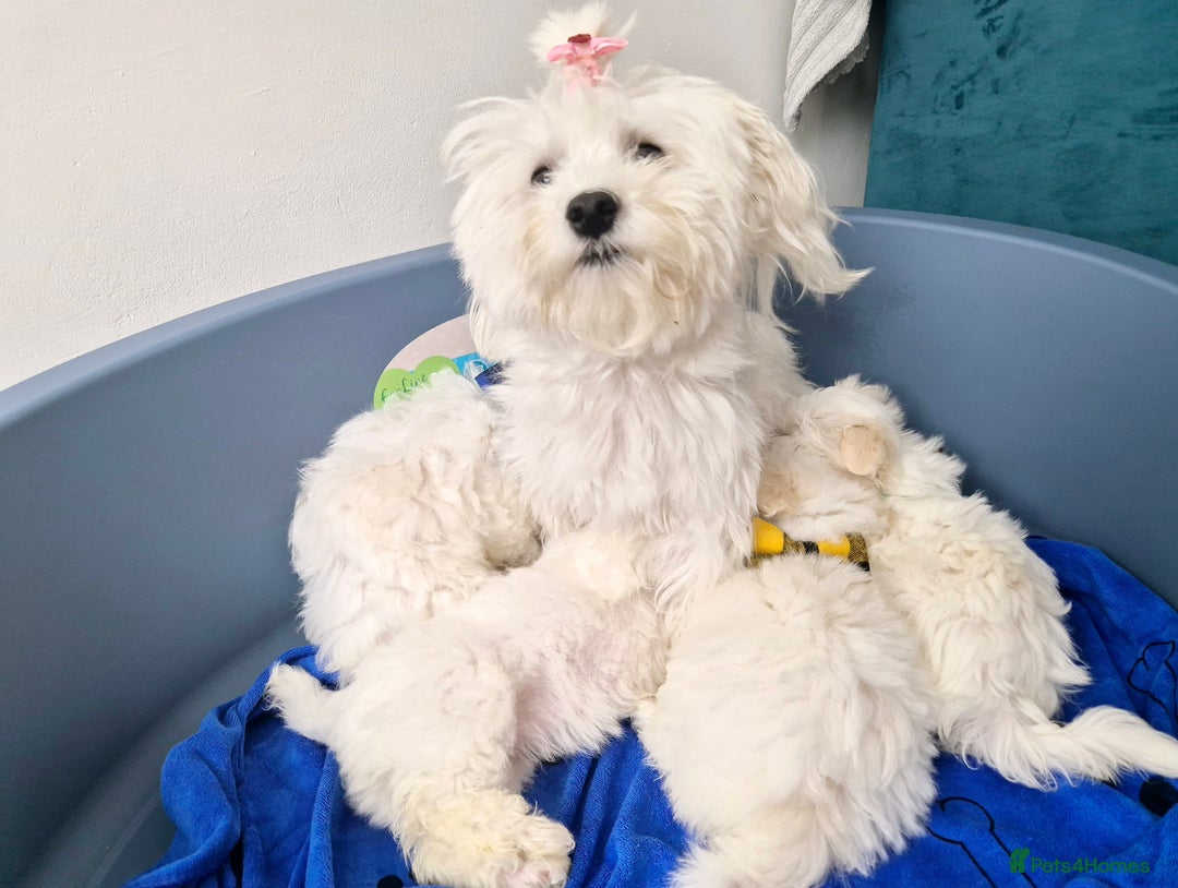Maltese dogs for sale: Maltese - Image 7