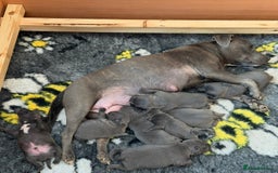 Staffordshire Bull Terrier dogs for sale: Gorgeous KC Reg/Health Tested Blue SBT Puppies - Image 38