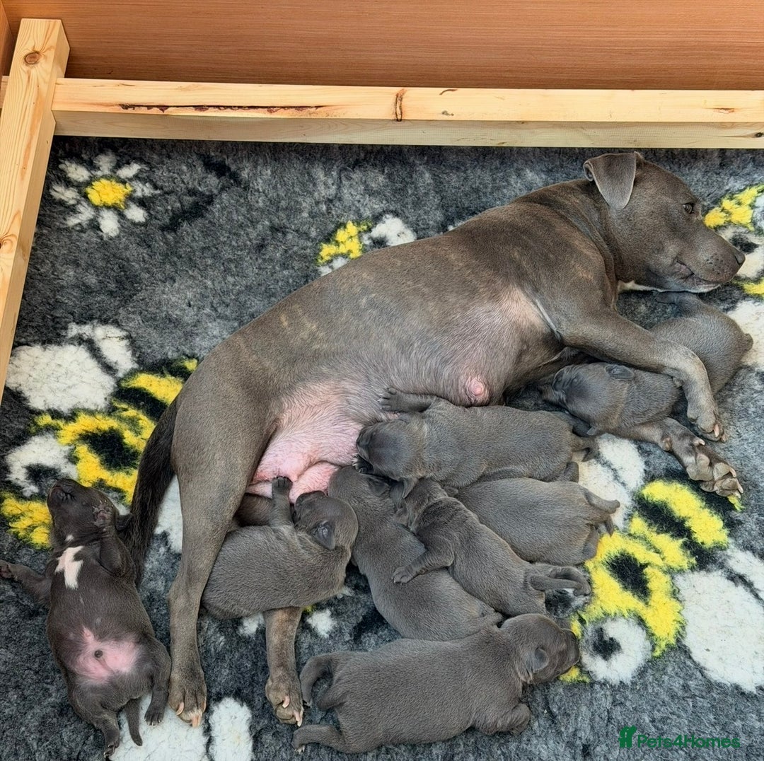 Staffordshire Bull Terrier dogs for sale: Gorgeous KC Reg/Health Tested Blue SBT Puppies - Image 38