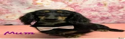 Miniature Dachshund dogs for sale: Longhair miniature daschund  - Advert 4