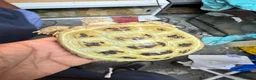 Tortoise reptiles for sale: Horsefield tortoise adults and baby’s available  - Advert 2