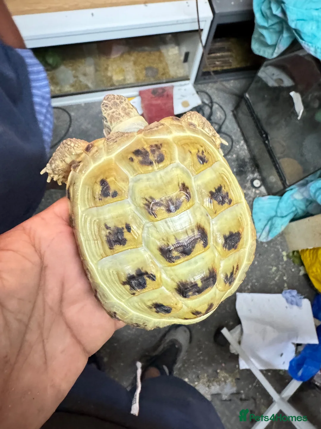 Tortoise reptiles for sale: Horsefield tortoise adults and baby’s available  - Advert 2