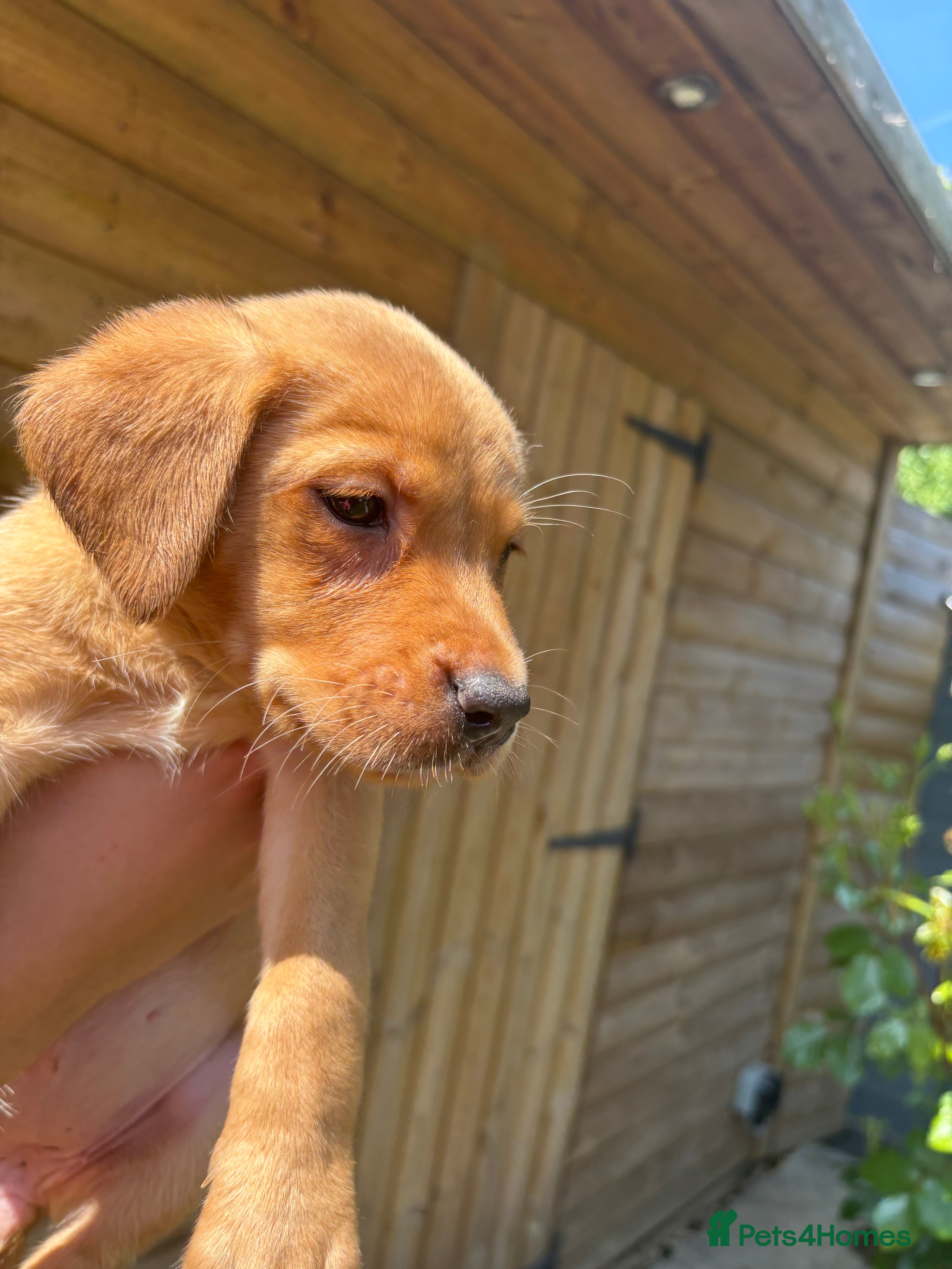 Labrador Retriever dogs KC Reg Labrador Fox Red only 1 girl 4 boys left - Advert 4