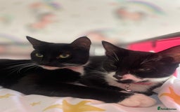Mixed Breed cats for sale: 2 sister cats for sale - Image 2