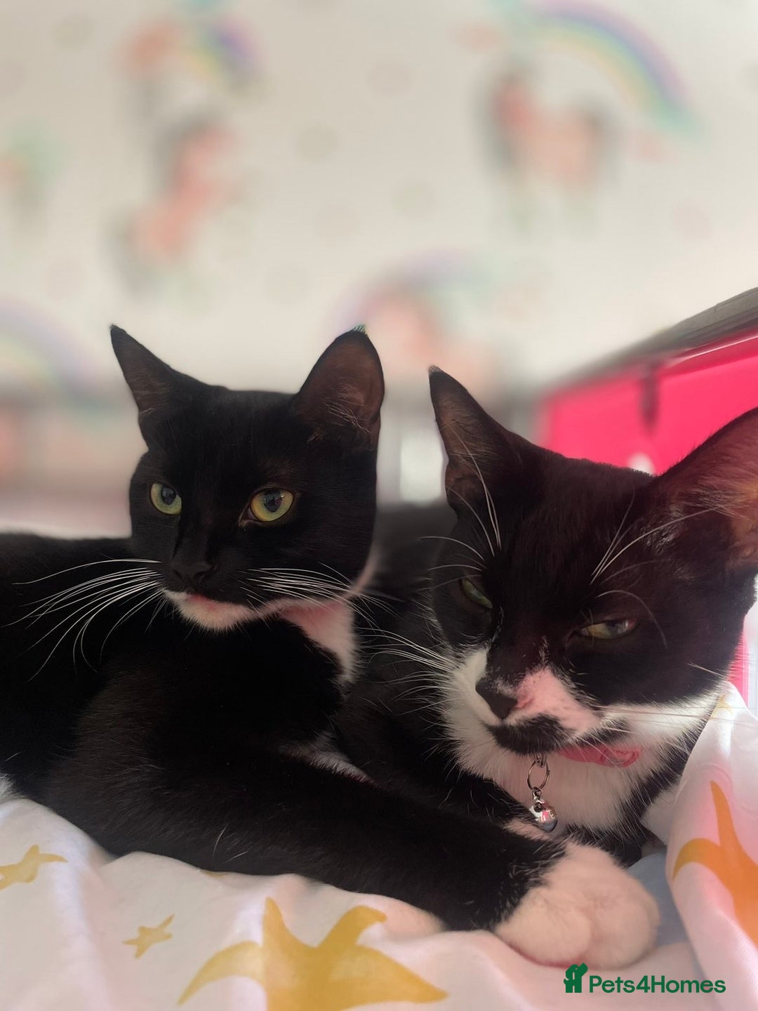 Mixed Breed cats for sale: 2 sister cats for sale - Image 2