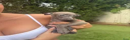 Italian Greyhound dogs for sale: Exceptional KC registered health tested  - Advert 4