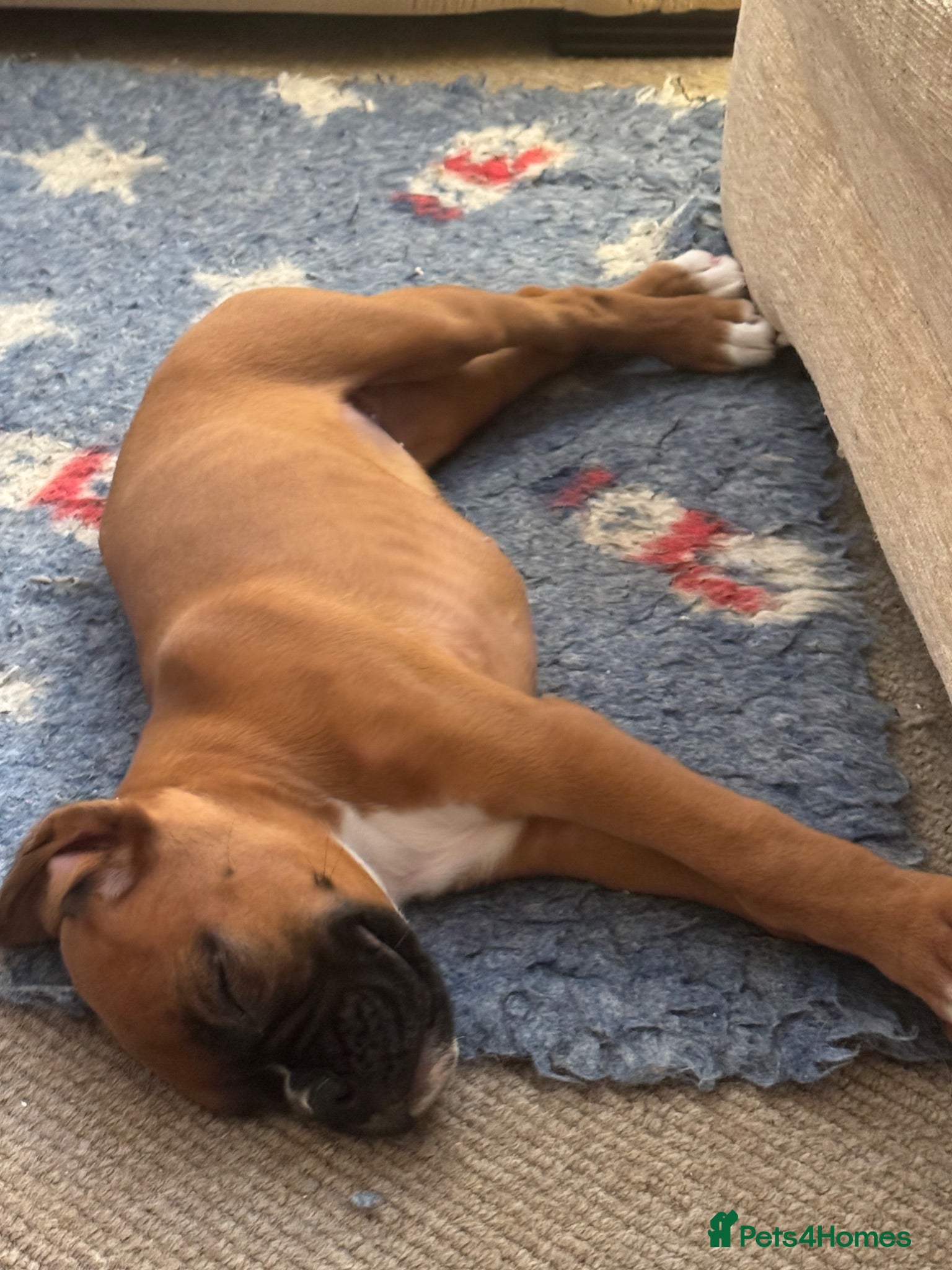 Boxer dogs charthaihen boxers - Advert 5
