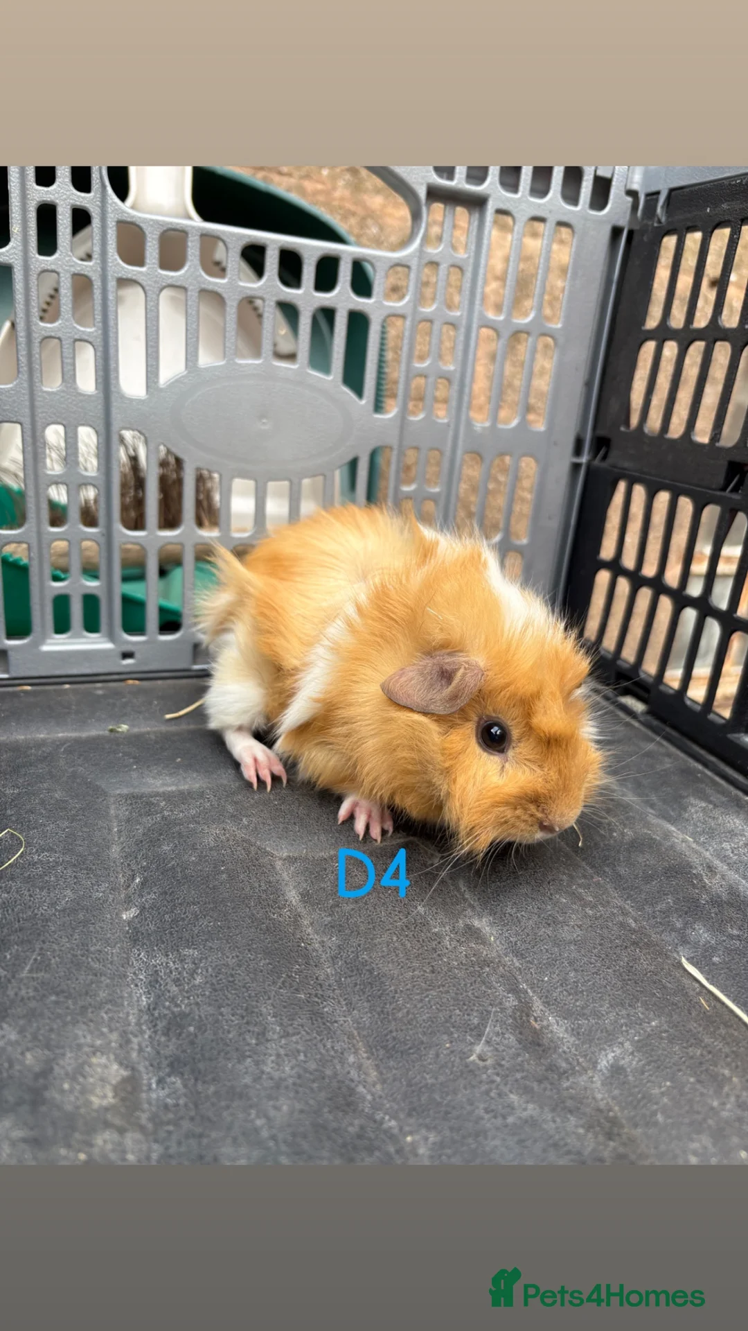 Guinea Pig rodents for sale: Male and female baby guinea pigs for sale - Advert 2