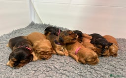 Cockalier dogs for sale: Adorable cockalier puppies 💙🩵💜❤️🩷 - Advert 7