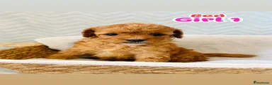 Cockapoo 4