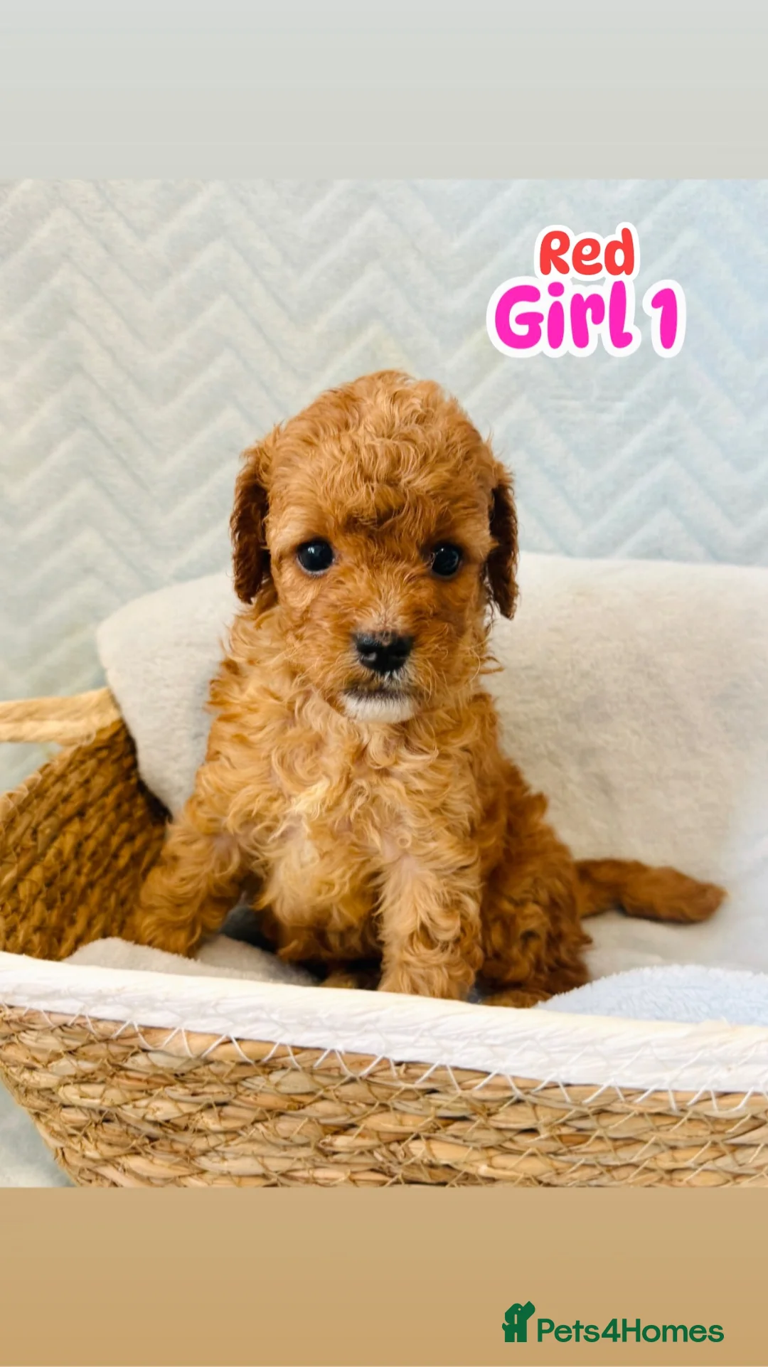 Cockapoo dogs for sale: cockapoo - Advert 2