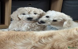 Goldendoodle dogs for sale: 1 girl remaining stunning f1 mini Goldendoodles  - Image 2