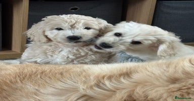 Goldendoodle dogs - Advert 1