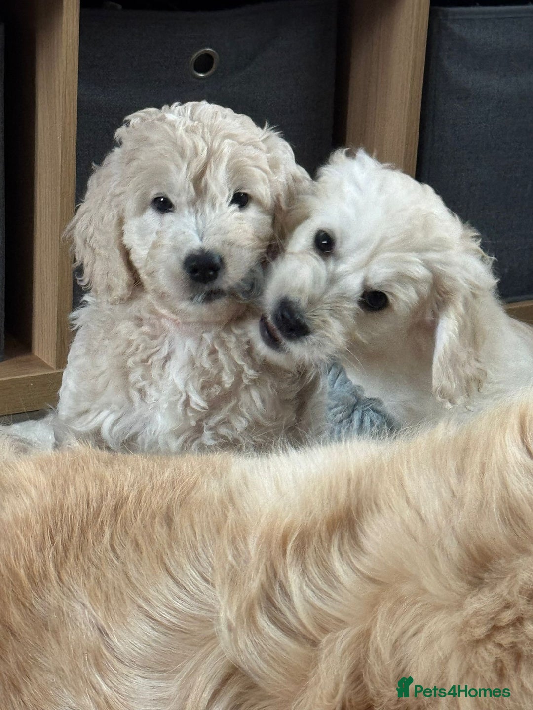 Goldendoodle dogs for sale: 1 girl remaining stunning f1 mini Goldendoodles  - Image 2