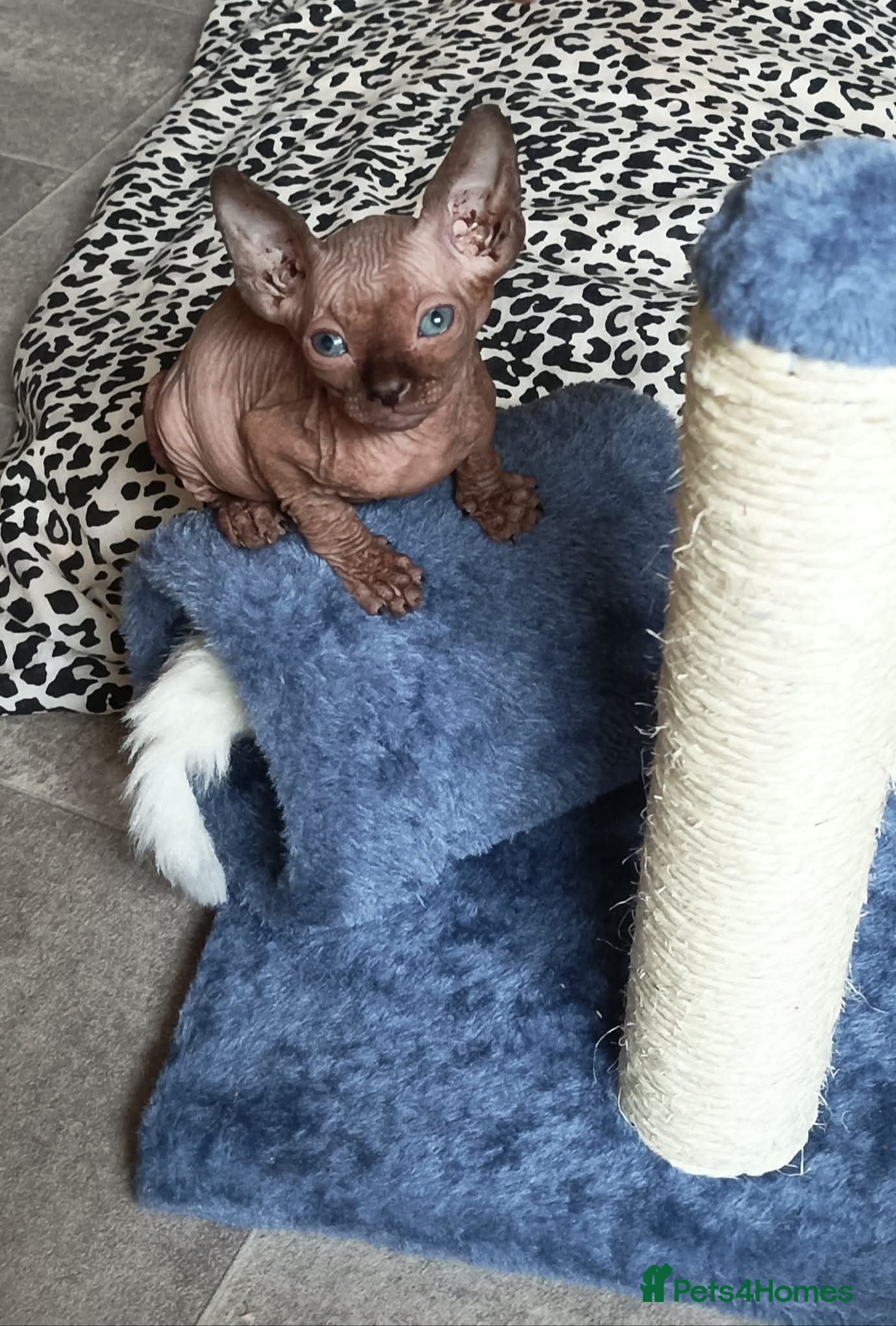 Sphynx cats GORGEOUS SPHYNX KITTENS 3 BOYS - Advert 5