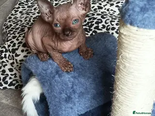 Sphynx cats GORGEOUS SPHYNX KITTENS 3 BOYS - Advert 5