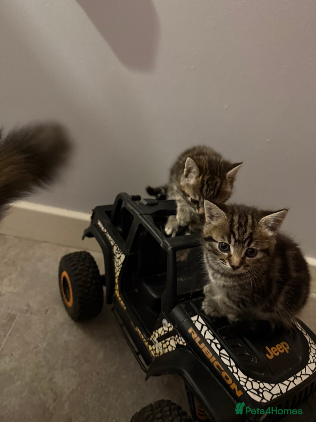 British Shorthair cats for sale: Gorgeous kittens  - Advert 9