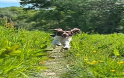 English Springer Spaniel dogs for sale: Springer Spaniel Puppies for sale  - Image 15