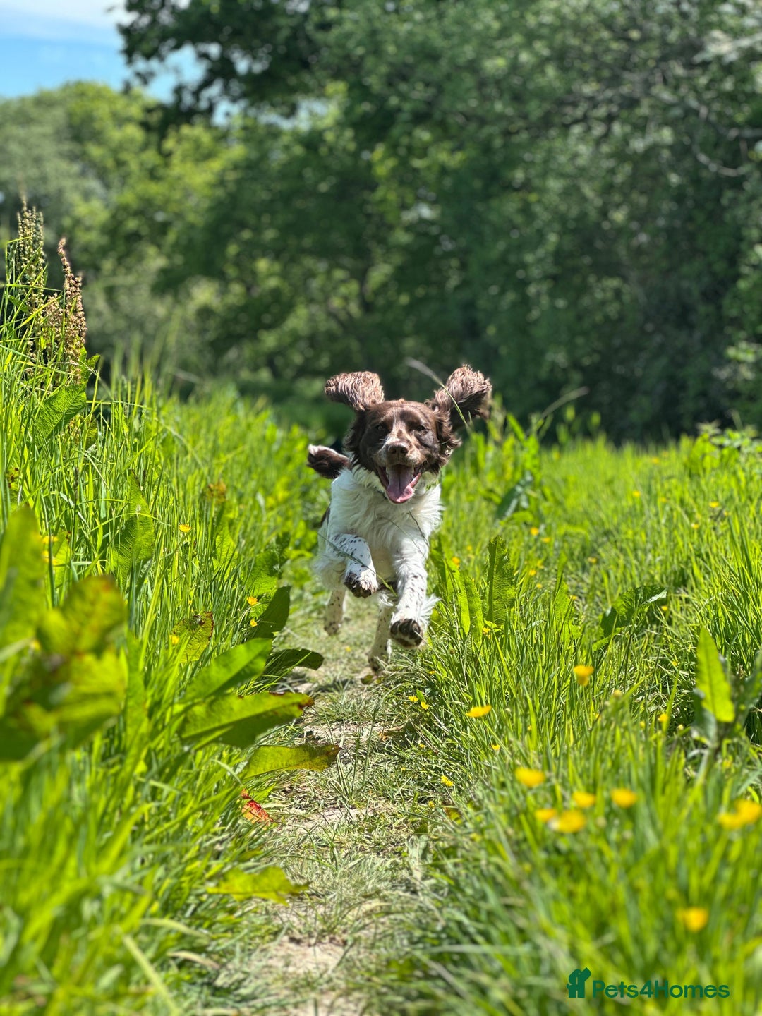 English Springer Spaniel dogs for sale: Springer Spaniel Puppies for sale  - Image 15