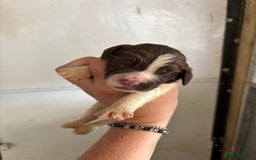 English Springer Spaniel dogs for sale: Springer Spaniel Puppies  - Image 9