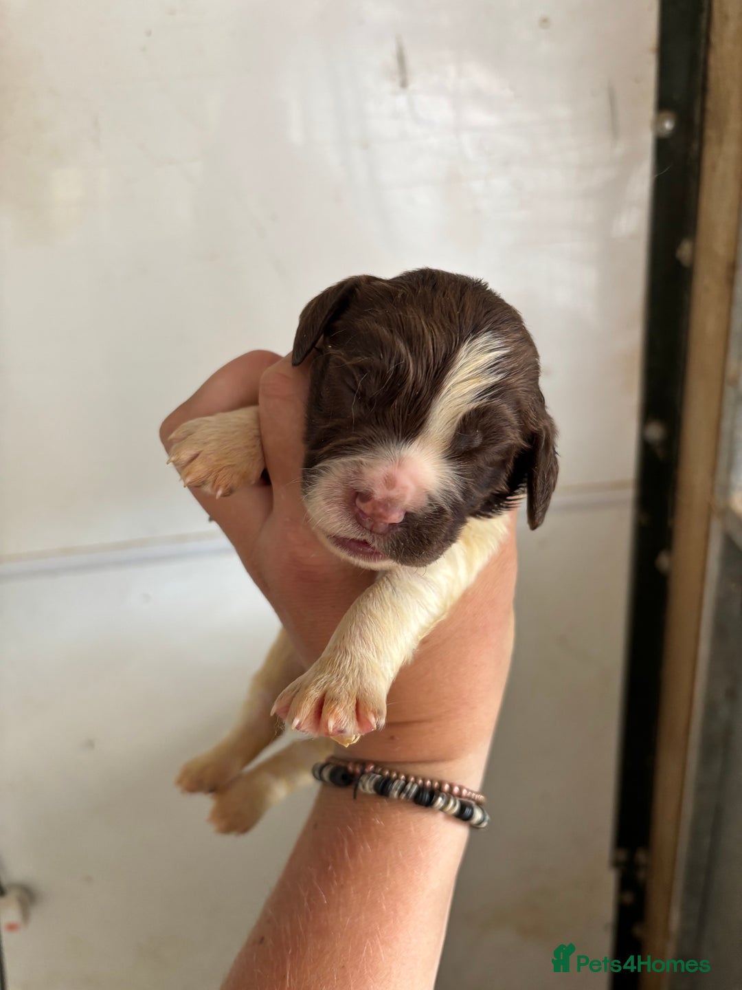 English Springer Spaniel dogs for sale: Springer Spaniel Puppies  - Image 9