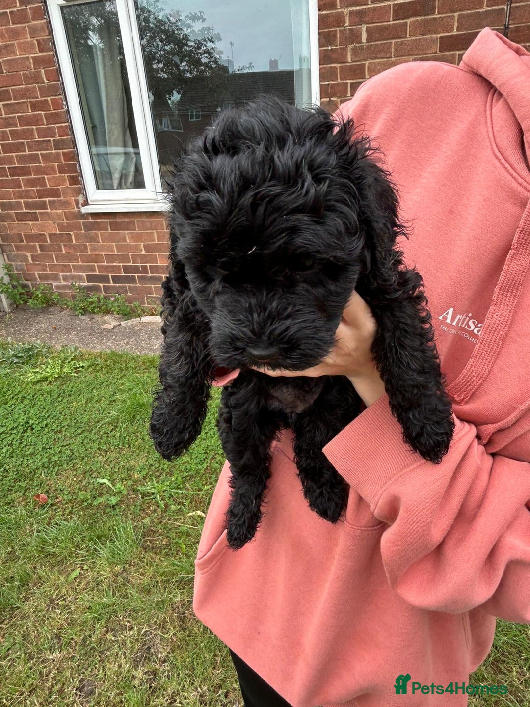 Cockapoo dogs for sale: Cockapoo pups - Image 29