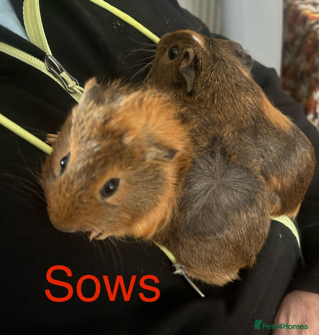 Guinea Pig rodents for sale: Bonded sows and boars £40 pair - Image 3