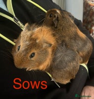 Guinea Pig rodents - Advert 12