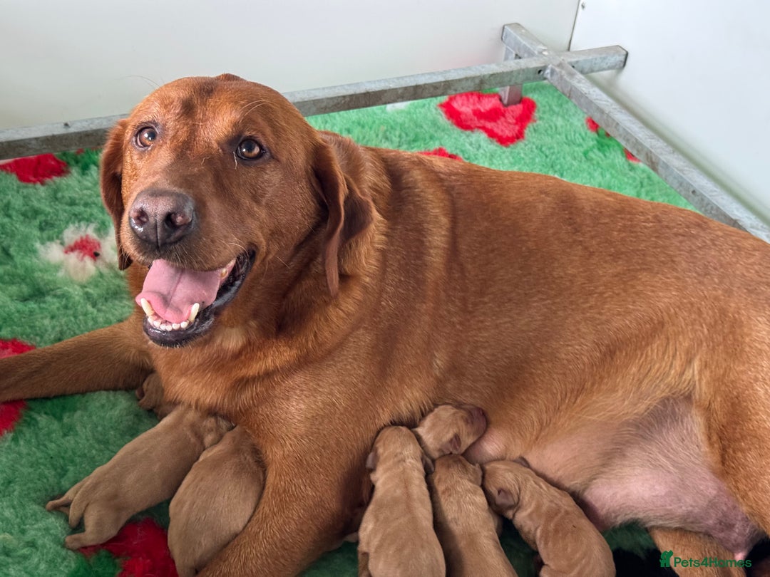 Labrador Retriever dogs for sale: Ready to leave, KC Labrador litter, boys & girls  - Image 17