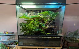 Gecko reptiles for sale: Female crested gecko with full bioactive set up - Image 7