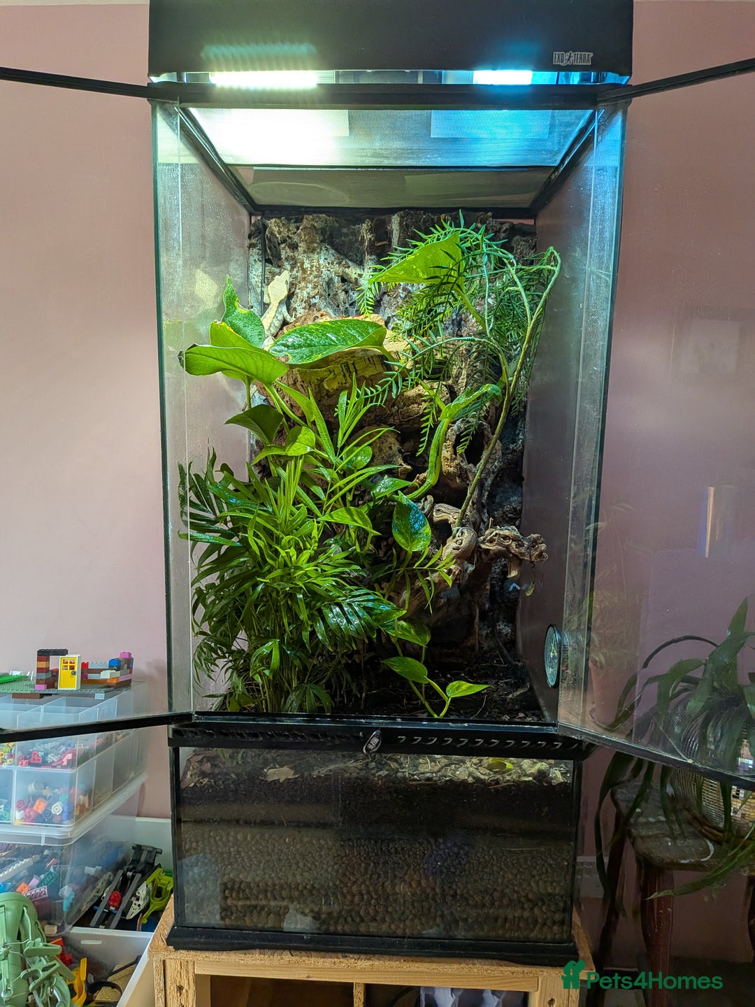 Gecko reptiles for sale: Female crested gecko with full bioactive set up - Image 7