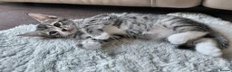 Mixed Breed cats for sale: Mix breed kittens. Mum is snow bengal  - Advert 5