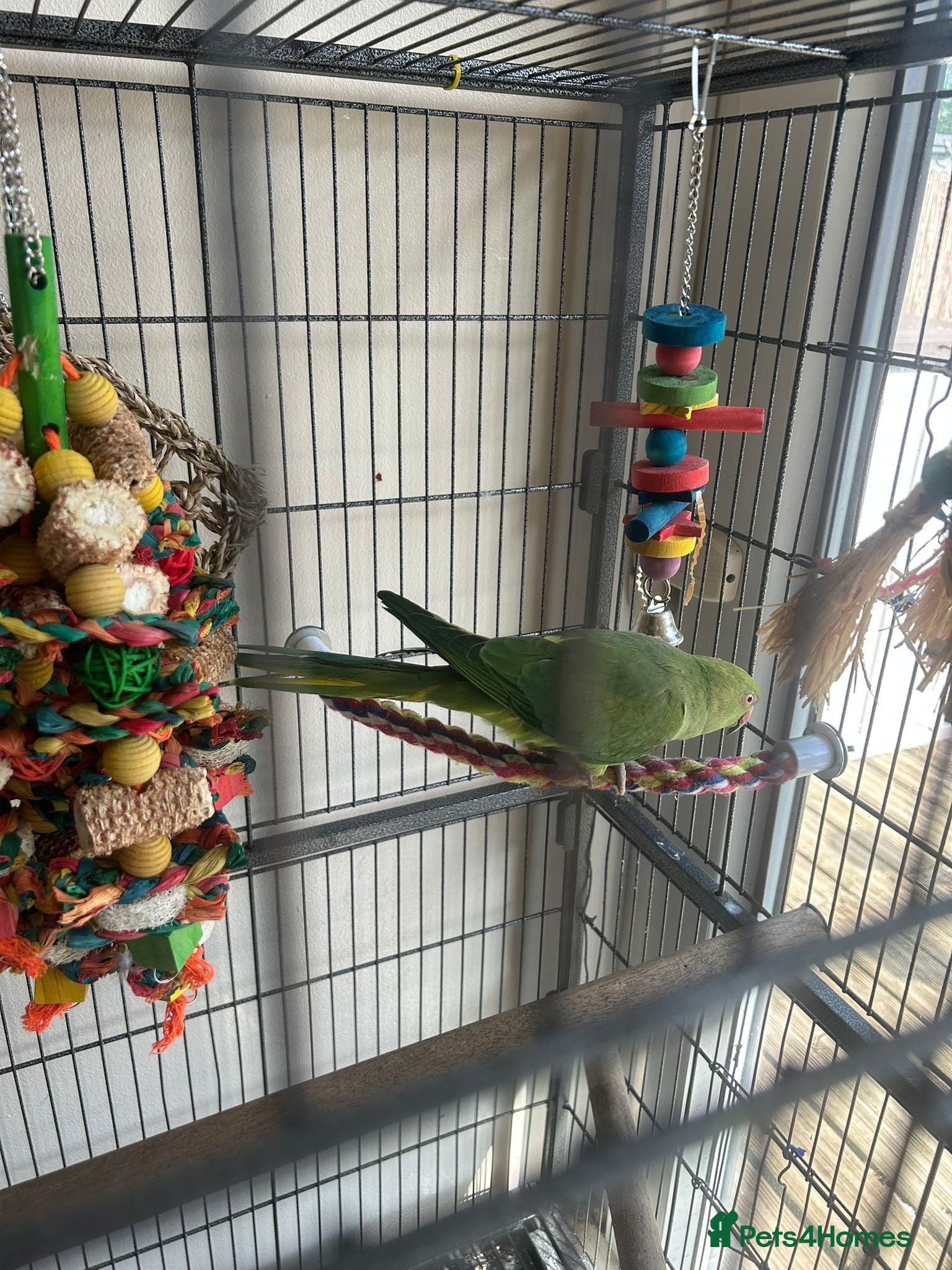 Ringnecks birds Ringneck & full cage set up  - Advert 2