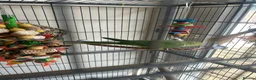 Ringnecks birds for sale: Ringneck & full cage set up  in Basildon - Advert 1