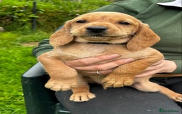 Hungarian Vizsla dogs for sale: VIZSIPOO puppies, Vizsla x Miniature Poodle - Image 7
