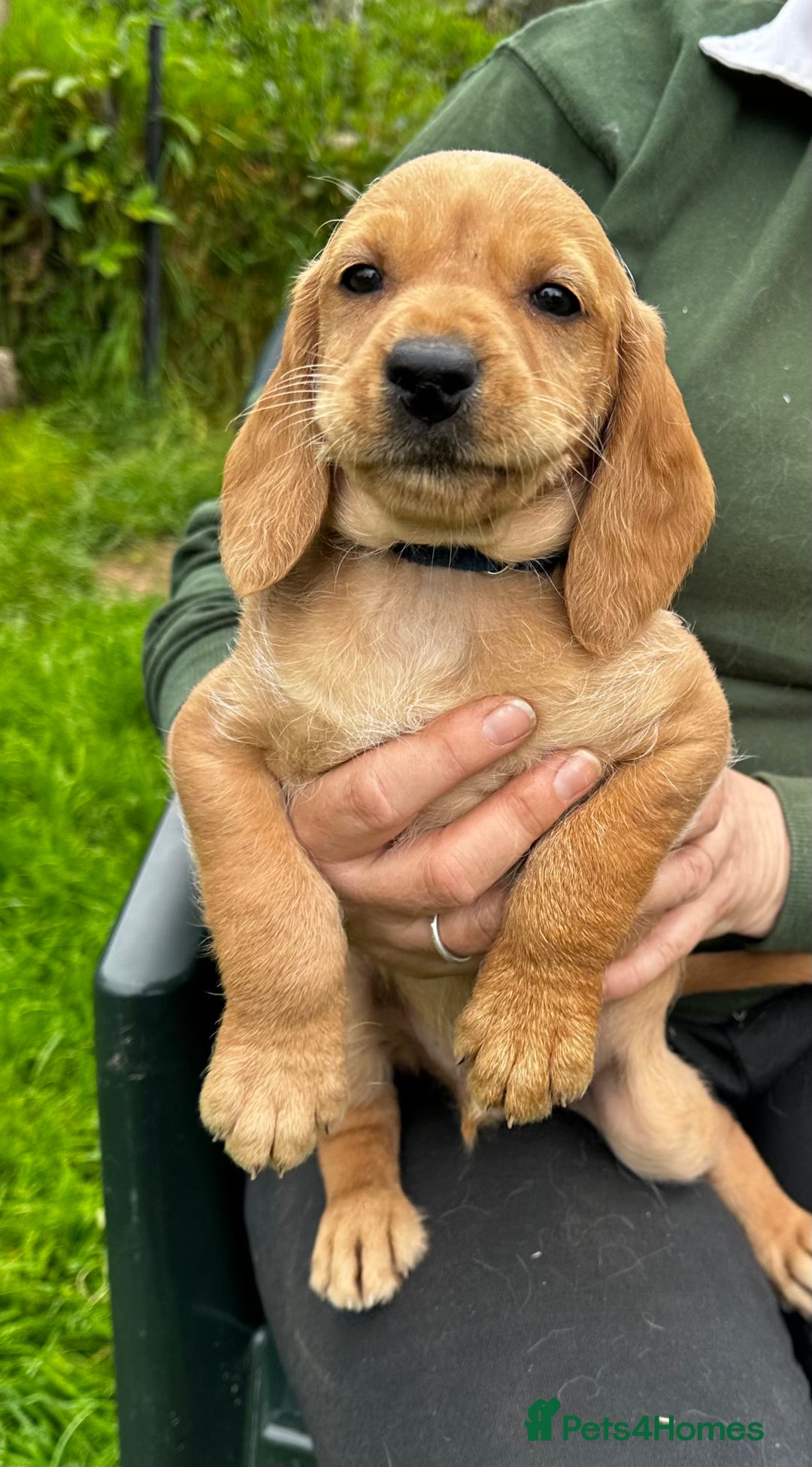 Hungarian Vizsla dogs for sale: VIZSIPOO puppies, Vizsla x Miniature Poodle - Image 7