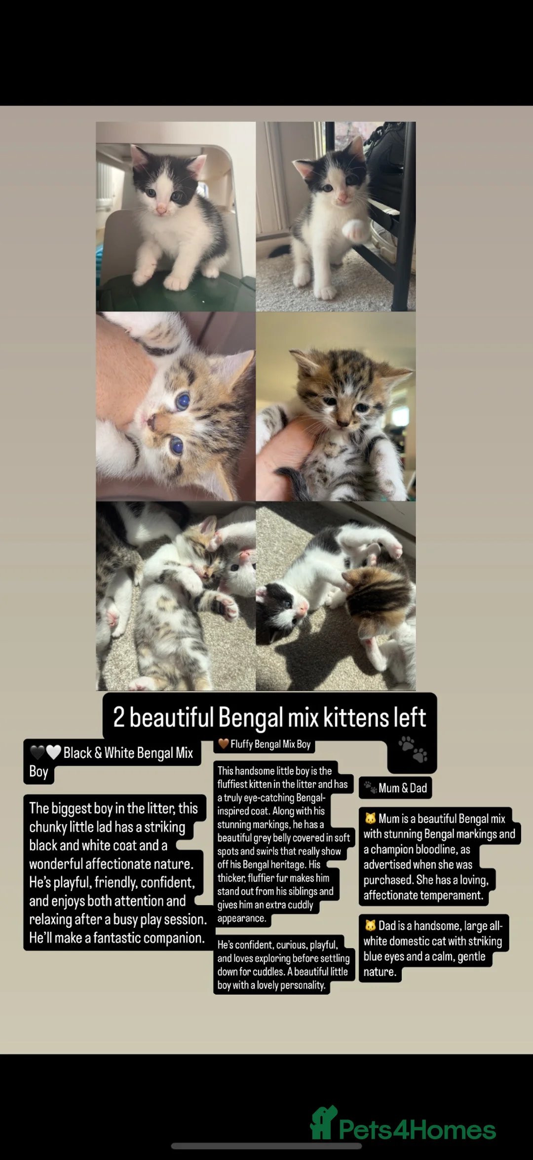 Bengal cats for sale: Beautiful mixed Bengal kittens 🐾 - Advert 19